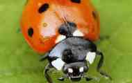 Ladybug инсекти: видови, храна, репродукција, фотографии, непријатели, опис...
